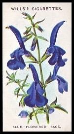 14 Blue-Flowered Sage